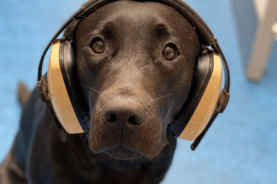 Sådan hjælper du dit kæledyr gennem nytårsaften