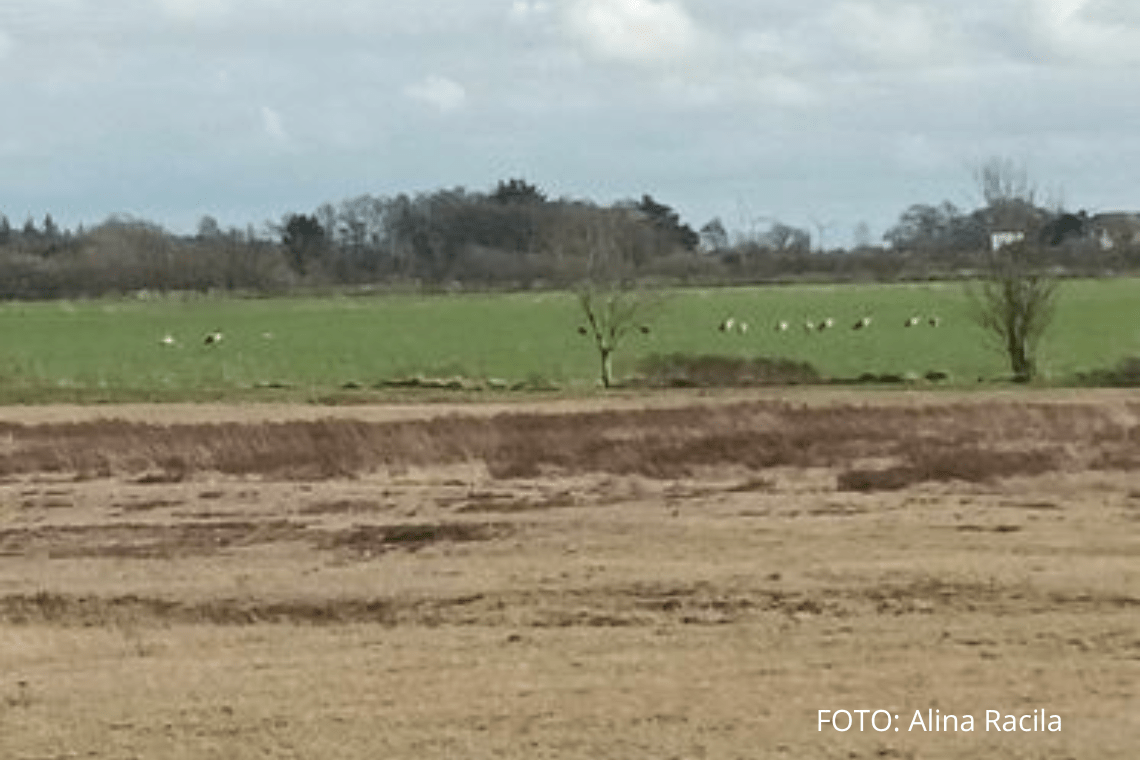 Større storkeflok set ved Tyvse