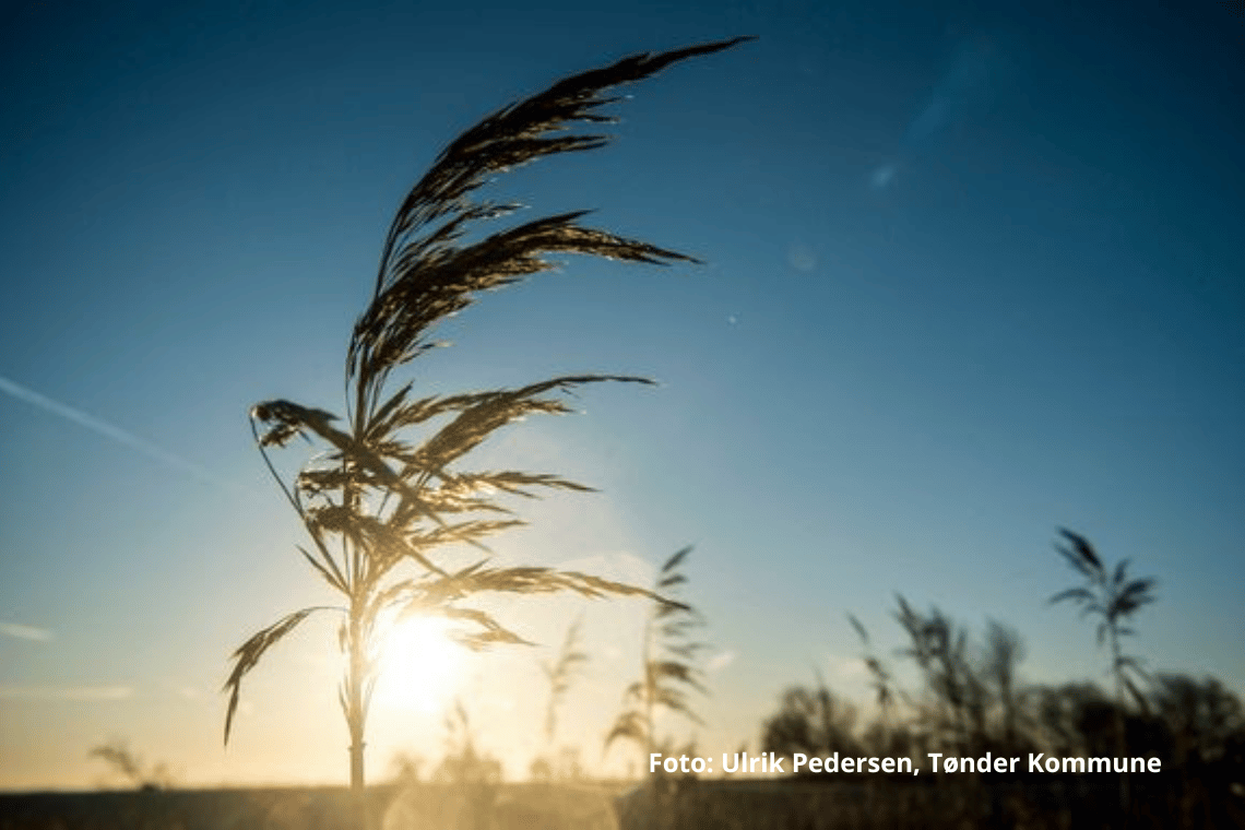 Tønder Kommune giver dig og din familie chancen for et grønnere liv
