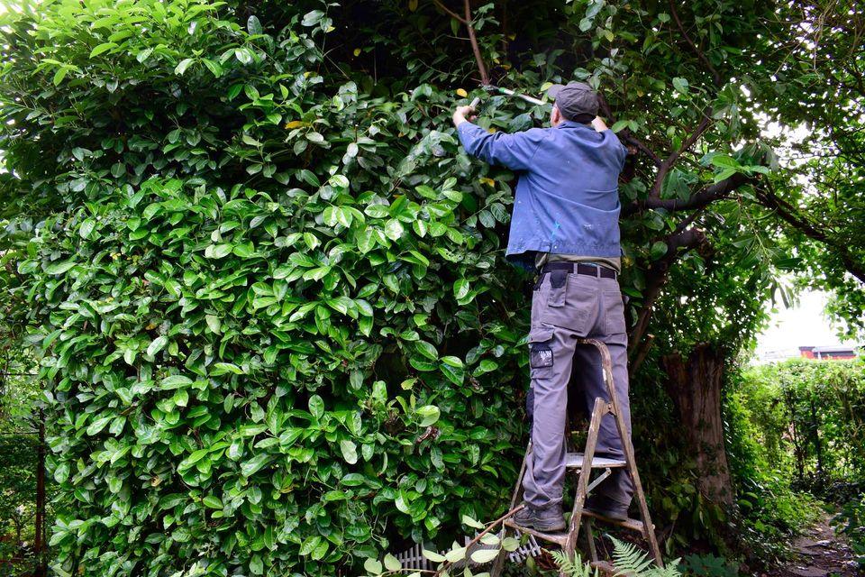 Pas på dig selv i forårshaven: Forsikringsselskab advarer om øget risiko for ulykker