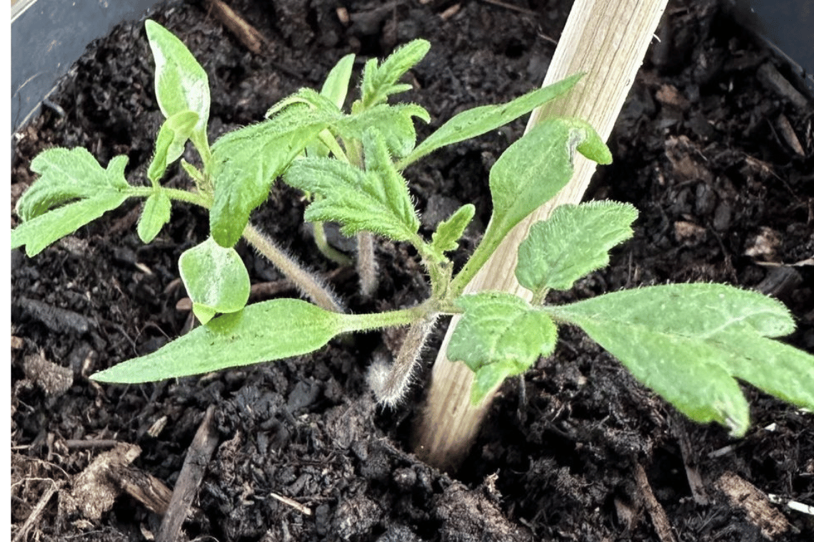 Kend dine planter og frø – særligt ved køb fra udlandet