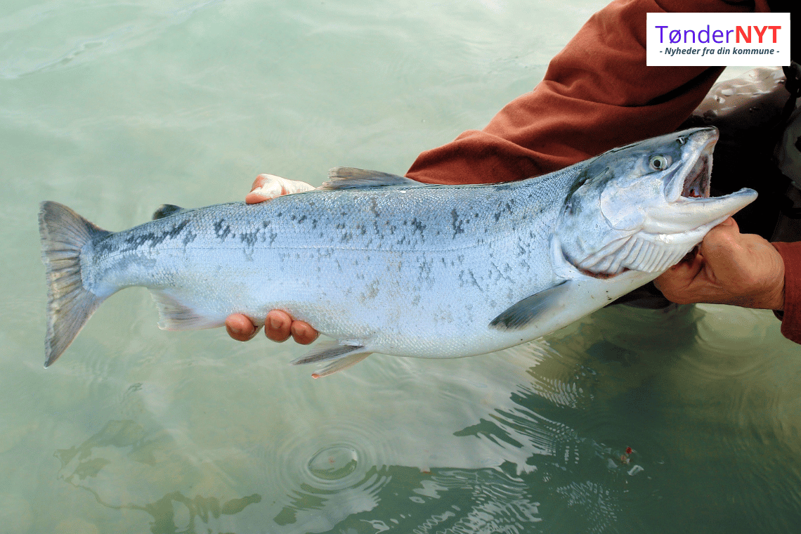 Stor dag for lystfiskere: Laksepremieren er i gang – kender du reglerne?