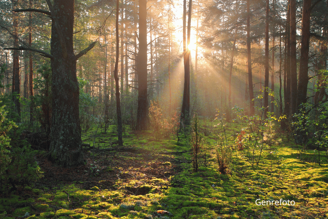 Nye naturnationalparker i sigte