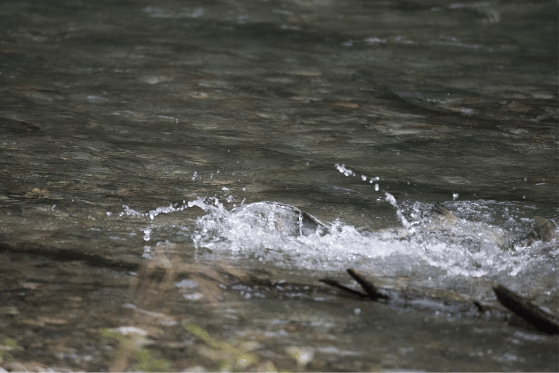 Nyt sandfang og gydestryg i Kirkebækken – forslag sendt i høring