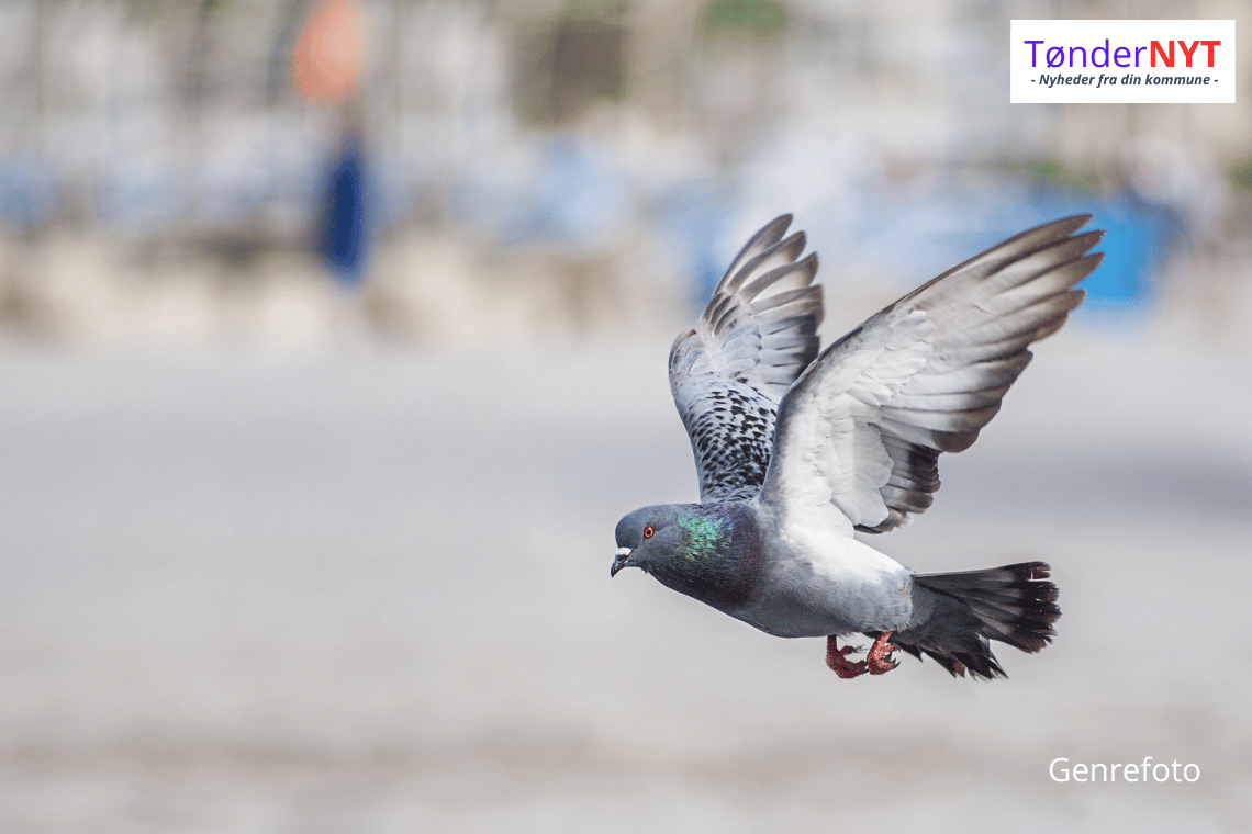 700 unge brevduer fløj forkert – har slået sig ned i Sønderjylland