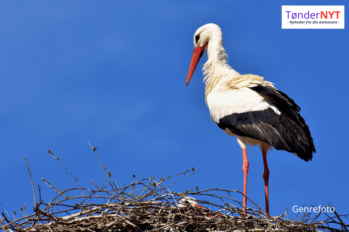 Trist nyhed fra reden i Bylderup Bov: Hanstorken Kaj fundet død under vindmølle