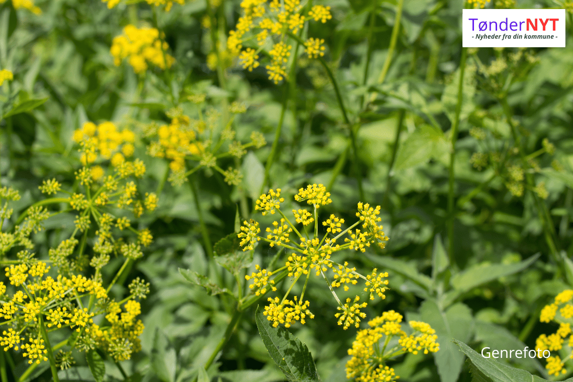 Advarsel fra dyreforsikring: Den gule skønhed kan være en farlig sommergæst