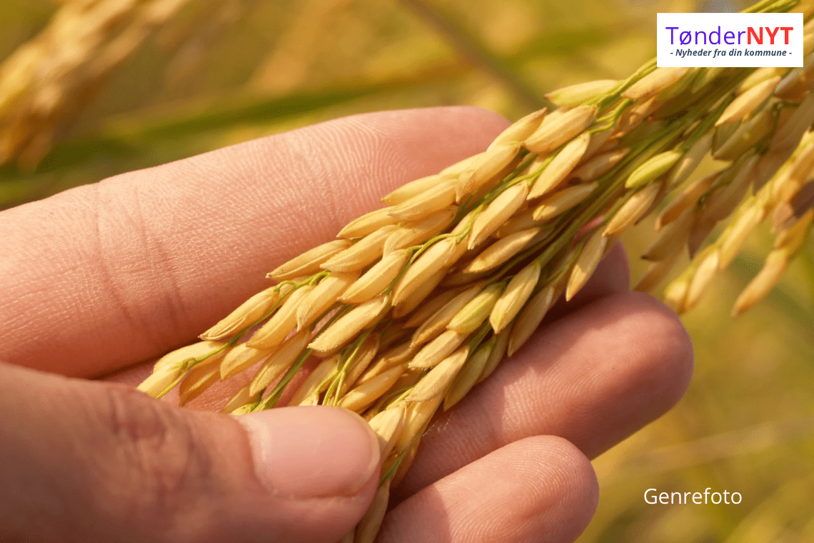 Våd sommer truer årets kornhøst: Spirede kerner kan koste dyrt