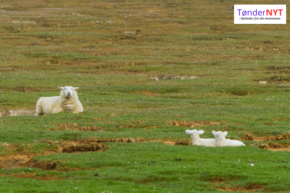 Millionløft til dansk madturisme – Marsken står klar med unikke råvarer