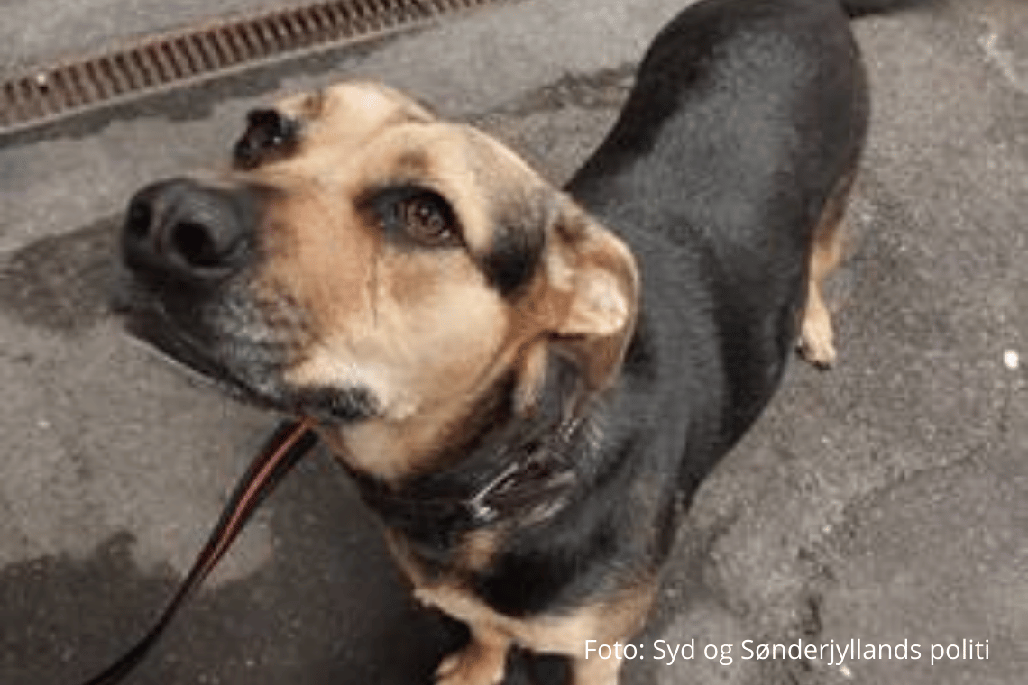 Politiet efterlyser ejer til fundet hund i Haderslev