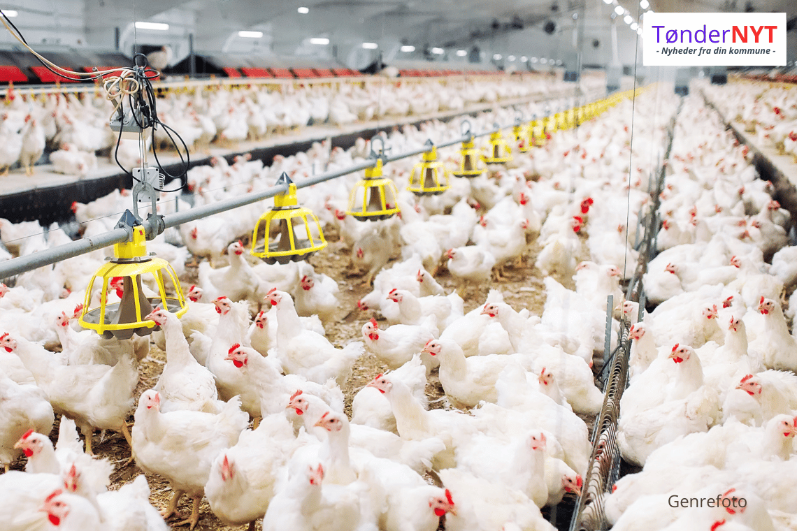 Bæredygtighedens dilemma: Nye klimaprojekter i Tønder må ikke svække dyrevelfærden