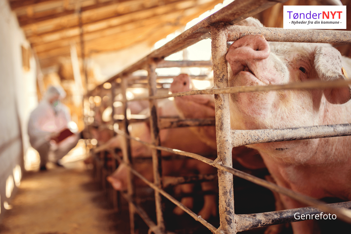 Dyrene skal beskyttes: Organisation kræver kameraer i alle svinestalde