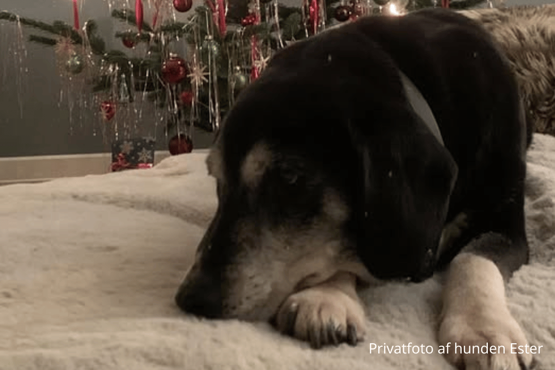 Esther er væk: Næsten blind og døv hund savnes i Møgeltønder