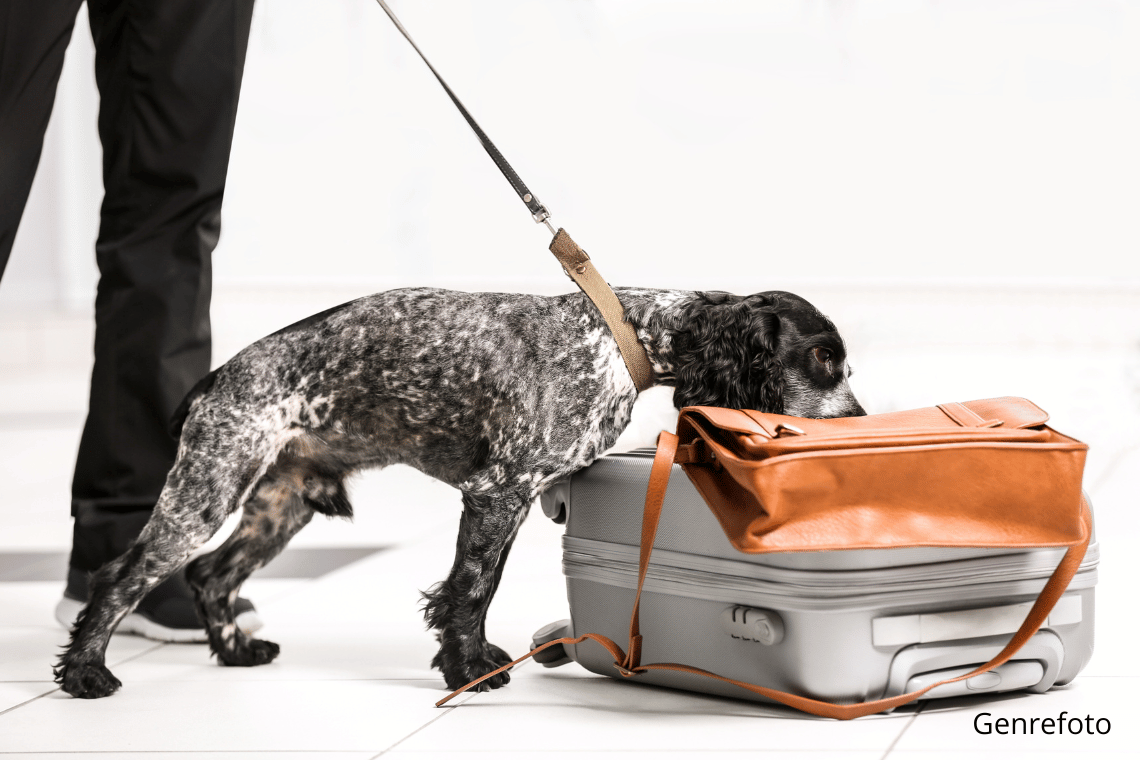 Politiets hunde træner i Tønder Kristkirke tirsdag middag